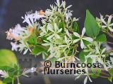 ABELIA chinensis ABELIA chinensis