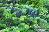 ABIES koreana ABIES koreana