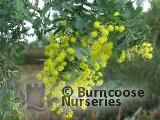 ACACIA baileyana ACACIA baileyana