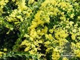 ACACIA pravissima ACACIA pravissima