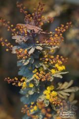 ACACIA baileyana 'Purpurea' 