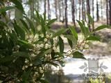 ACACIA melanoxylon  