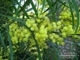 ACACIA retinodes  