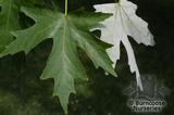 ACER saccharinum ACER saccharinum