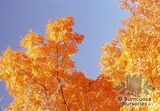 ACER saccharum  