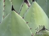 AGAVE AGAVE