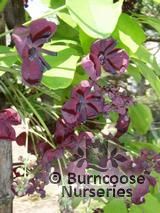 AKEBIA quinata  