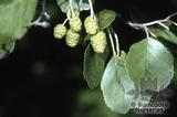 ALNUS glutinosa ALNUS glutinosa