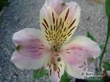 ALSTROEMERIA 'Serenade'  