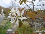 AMELANCHIER laevis  