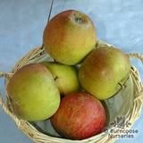 APPLE 'Cox's Orange Pippin' APPLE 'Cox's Orange Pippin'
