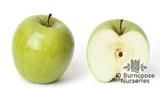 APPLE 'Granny Smith'  