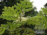 ARALIA elata ARALIA elata