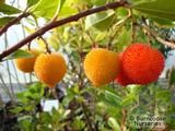 ARBUTUS unedo  