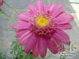 ARGYRANTHEMUM ARGYRANTHEMUM