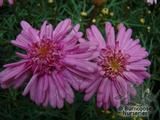 ARGYRANTHEMUM frutescens 'Pomponette Pink' ARGYRANTHEMUM frutescens 'Pomponette Pink'