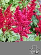 ASTILBE ASTILBE