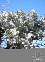 ATRIPLEX ATRIPLEX