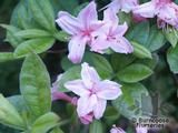 AZALEA - DECIDUOUS 'Antelope'  