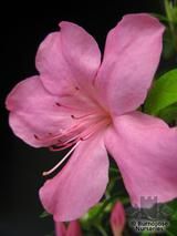 AZALEA - EVERGREEN 'Greenway'  