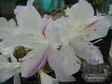 AZALEA - EVERGREEN 'Palestrina' AZALEA - EVERGREEN 'Palestrina'