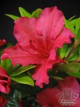 AZALEA - EVERGREEN 'Vuyk's Scarlet' AZALEA - EVERGREEN 'Vuyk's Scarlet'