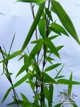 BAMBOO Fargesia nitida 