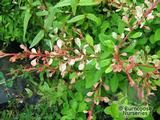BERBERIS thunbergii 'Starburst' BERBERIS thunbergii 'Starburst'