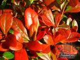 BERBERIS x media 'Park Jewel' BERBERIS x media 'Park Jewel'