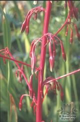BESCHORNERIA yuccoides  