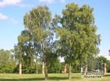BETULA pendula  