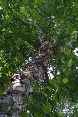 BETULA nigra BETULA nigra