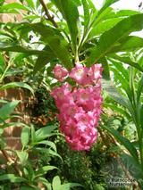 BUDDLEJA colvilei BUDDLEJA colvilei