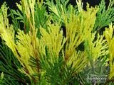 CALOCEDRUS decurrens 'Aureovariegata' CALOCEDRUS decurrens 'Aureovariegata'