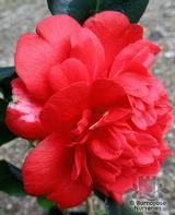 CAMELLIA 'Althaeiflora Gigantea'  