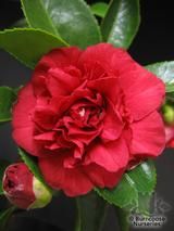 CAMELLIA 'Arejishi'  