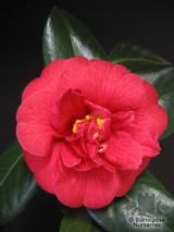 CAMELLIA 'Blackburniana' CAMELLIA 'Blackburniana'