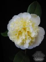 CAMELLIA 'Brushfield's Yellow' CAMELLIA 'Brushfield's Yellow'