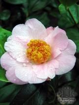 CAMELLIA 'Burncoose' CAMELLIA 'Burncoose'