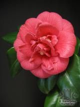 CAMELLIA 'Conspicua' CAMELLIA 'Conspicua'