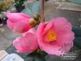CAMELLIA 'Cornish Spring'  