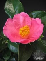 CAMELLIA 'Ellamine' CAMELLIA 'Ellamine'