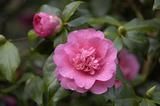 CAMELLIA 'George Blandford'  