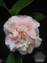 CAMELLIA 'High Hat'  