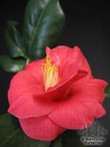 CAMELLIA 'Jupiter' CAMELLIA 'Jupiter'