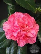 CAMELLIA 'Kick Off'  