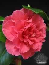 CAMELLIA 'Lady Erma'  
