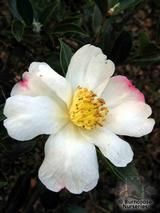 CAMELLIA 'Narumigata' CAMELLIA 'Narumigata'
