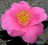 CAMELLIA 'Rosemary Williams' CAMELLIA 'Rosemary Williams'