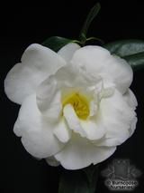 CAMELLIA 'White Nun' CAMELLIA 'White Nun'